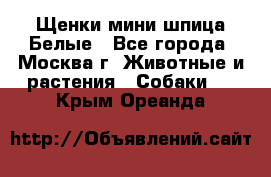 Щенки мини шпица Белые - Все города, Москва г. Животные и растения » Собаки   . Крым,Ореанда